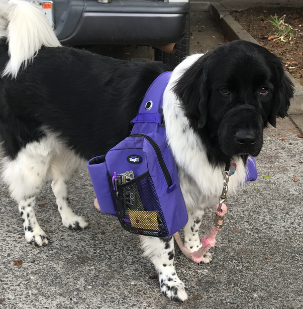 landseer newfoundland dog